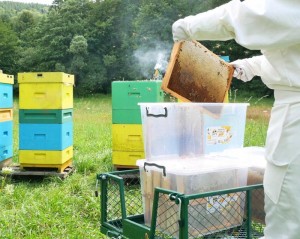 Pojemnik plastikowy transportówka do ramek wielkopolskich